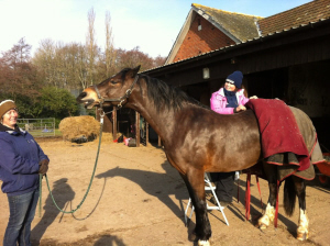An equine client enjoying his treatment
