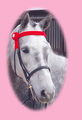 Horse head. Treated by Equine Massage
