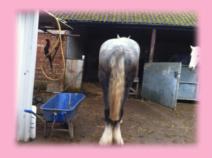 Client's horse showing uneveness in hips