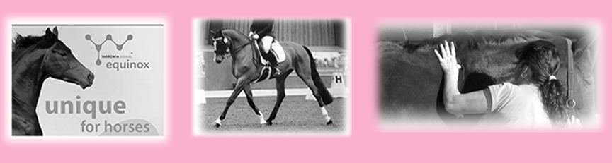 The Velvet Touch Equine Massage